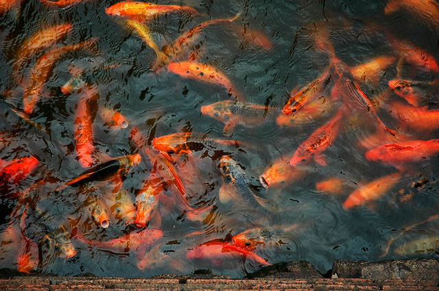 The Emperor's Goldfish